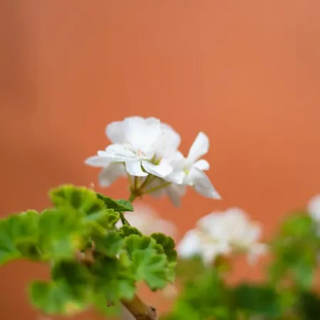 Apartamento Casa Mónica