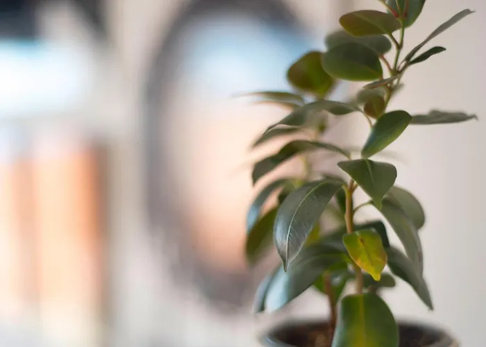 아파트 Casa Monica 사우살