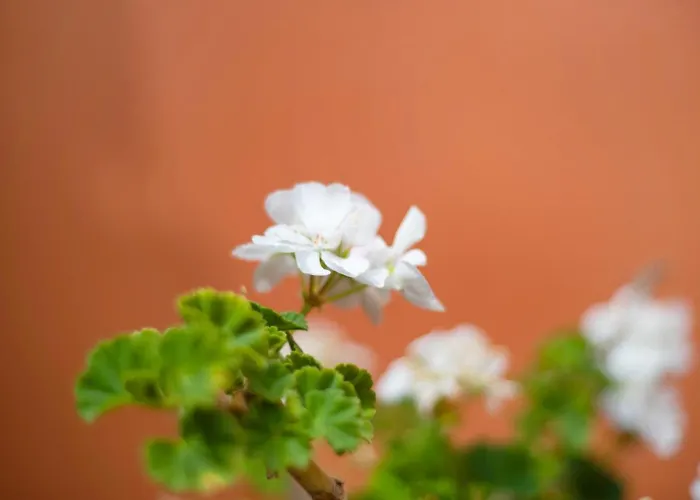 Appartamento Casa Monica